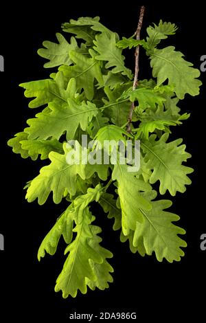 Giovane rametto di quercia con foglie, isolato su fondo nero Foto Stock