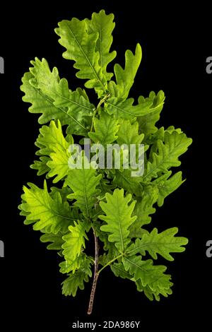 Giovane rametto di quercia con foglie, isolato su fondo nero Foto Stock