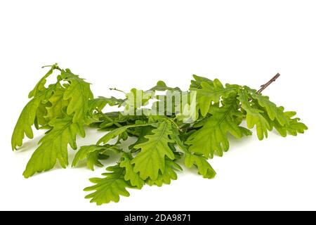Giovane rametto di quercia con foglie, isolato su sfondo bianco Foto Stock