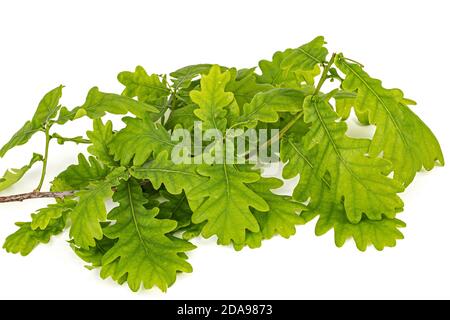 Giovane rametto di quercia con foglie, isolato su sfondo bianco Foto Stock