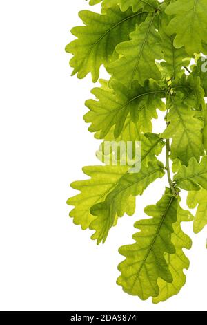 Giovane rametto di quercia con foglie, isolato su sfondo bianco Foto Stock