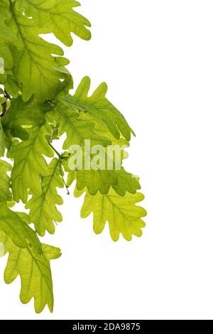 Giovane rametto di quercia con foglie, isolato su sfondo bianco Foto Stock