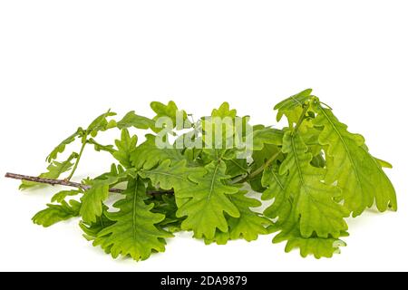 Giovane rametto di quercia con foglie, isolato su sfondo bianco Foto Stock