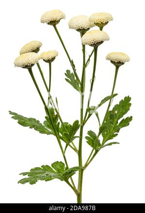 Fiori di crema di ofcrisantemo, isolati su sfondo bianco Foto Stock