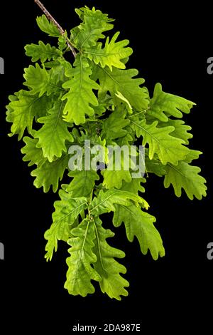 Giovane rametto di quercia con foglie, isolato su fondo nero Foto Stock