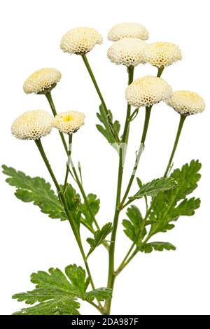 Fiori di crema di ofcrisantemo, isolati su sfondo bianco Foto Stock