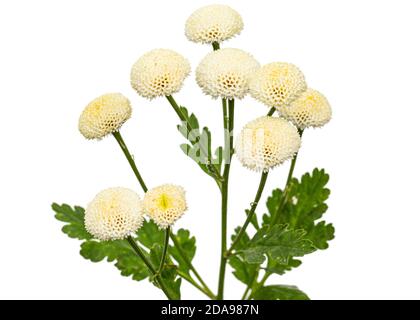 Fiori di crema di ofcrisantemo, isolati su sfondo bianco Foto Stock