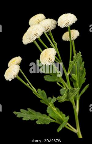 Fiori di crema di ofcrisantemo, isolati su sfondo nero Foto Stock