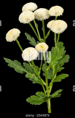 Fiori di crema di ofcrisantemo, isolati su sfondo nero Foto Stock