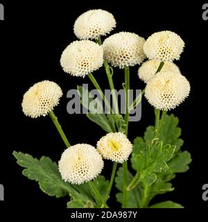 Fiori di crema di ofcrisantemo, isolati su sfondo nero Foto Stock