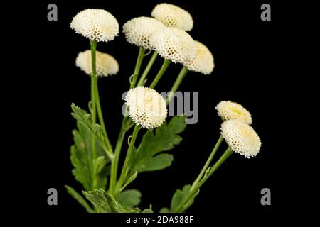 Fiori di crema di ofcrisantemo, isolati su sfondo nero Foto Stock