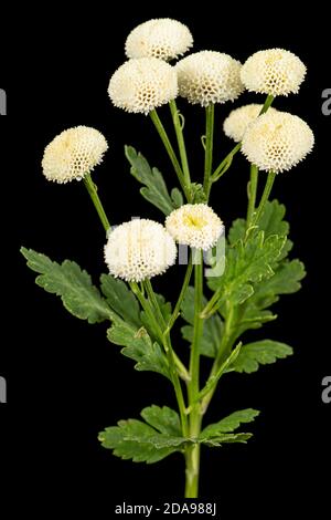 Fiori di crema di ofcrisantemo, isolati su sfondo nero Foto Stock