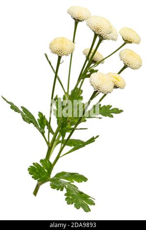 Fiori di crema di ofcrisantemo, isolati su sfondo bianco Foto Stock