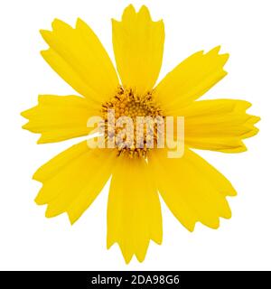 Fiori gialli di coreopsis (Coreopsis lanceolata), isolati su sfondo bianco Foto Stock