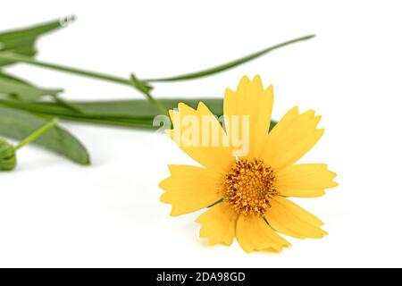 Fiori gialli di coreopsis (Coreopsis lanceolata), isolati su sfondo bianco Foto Stock