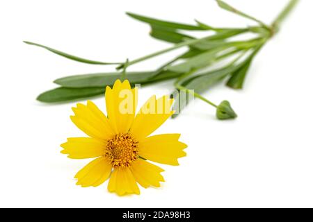 Fiori gialli di coreopsis (Coreopsis lanceolata), isolati su sfondo bianco Foto Stock