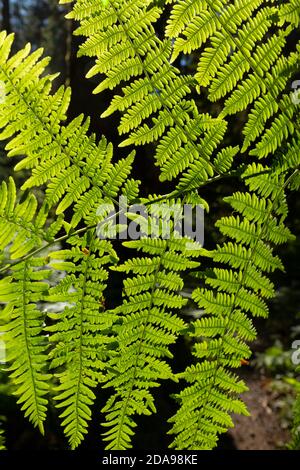 WA16988-00...WASHINGTON - una felce bracken che cresce lungo il sentiero del fiume Hoh nel Parco Nazionale Olimpico. Foto Stock