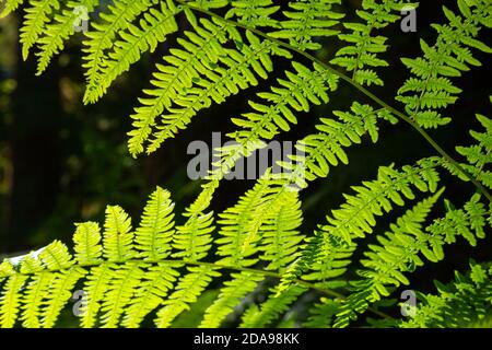 WA16989-00...WASHINGTON - una felce bracken che cresce lungo il sentiero del fiume Hoh nel Parco Nazionale Olimpico. Foto Stock