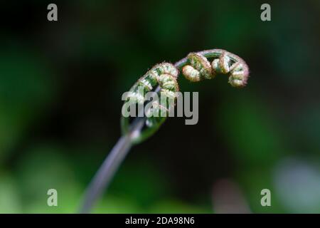 WA16991-00...WASHINGTON - una felce d'apertura trovata lungo l'Hoh River Trail nell'Olympic National Park. Foto Stock