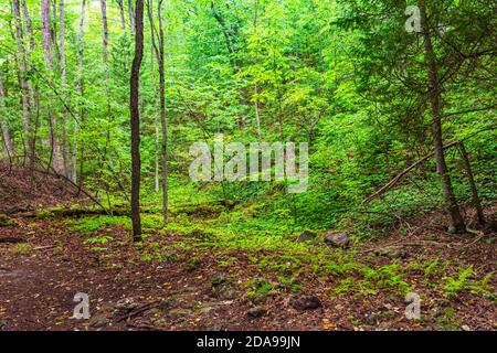 Hoggs Falls Conservation Area Flesherton Owen Sound Ontario Canada in estate Foto Stock