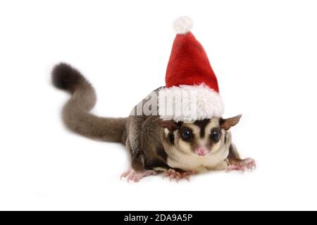 Simpatico aliante con cappello rosso babbo natale per festeggiare il Natale su sfondo bianco. Foto Stock