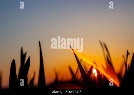 L'abbagliamento del sole dalla goccia di rugiada che colpire l'obiettivo della fotocamera e le sagome di foglie di grano Foto Stock