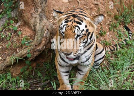 Acqua potabile della tigre del Bengala vicino al torrente della foresta nel suo habitat naturale nella foresta di Sundarbans. Animali selvatici indiani in Asia elencati come Endangered. Foto Stock
