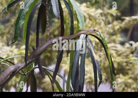 Snake King Cobra (Ophiophagus hannah), il più lungo dei rettili venomosi neri del mondo strisciando è una bestia pericolosa. Bella pelle di serpente con strisce gialle. Foto Stock