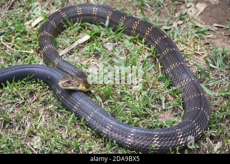 Snake King Cobra (Ophiophagus hannah), il più lungo dei rettili venomosi neri del mondo strisciando è una bestia pericolosa. Bella pelle di serpente con strisce gialle. Foto Stock