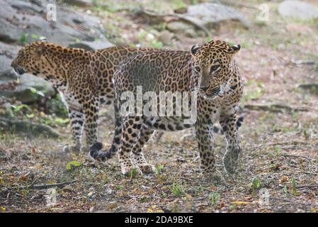 Due leopardi in piedi nella natura selvaggia nel parco nazionale Nagarahole Karnataka India. Gatto indiano animale della fauna selvatica nella foresta Foto Stock