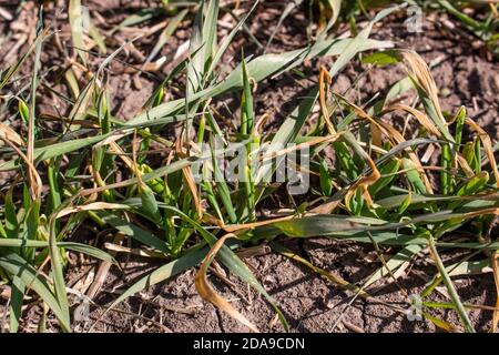 Distruzione di raccolti di grano dopo il gelo. Essiccazione del prossimo raccolto di grano invernale da condizioni atmosferiche avverse e forti gelate in primavera. Foto Stock