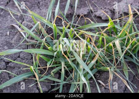 Distruzione di raccolti di grano dopo il gelo. Essiccazione del prossimo raccolto di grano invernale da condizioni atmosferiche avverse e forti gelate in primavera. Foto Stock