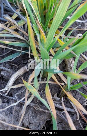 Distruzione di raccolti di grano dopo il gelo. Essiccazione del prossimo raccolto di grano invernale da condizioni atmosferiche avverse e forti gelate in primavera. Foto Stock