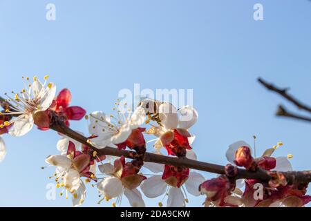 L'ape raccoglie il miele sui fiori dell'albero della frutta, sfondo blu del cielo in tempo di primavera chiaro. Foto Stock