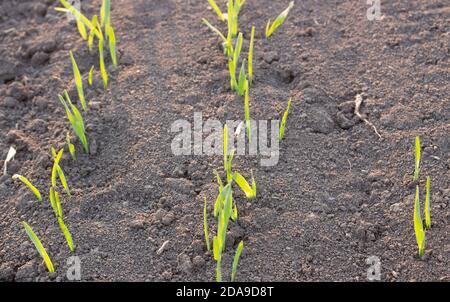File di grano o orzo giovani che sono entrati male nel campo dell'agricoltura. Foto Stock