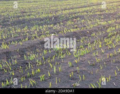 File di grano o orzo giovani che sono entrati male nel campo dell'agricoltura. Foto Stock