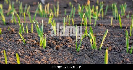 File di grano o orzo giovani che sono entrati male nel campo dell'agricoltura. Foto Stock