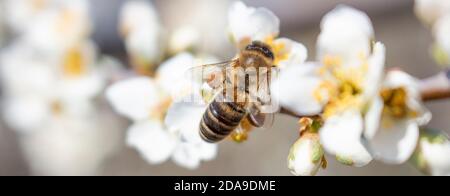 Il primo piano di un'ape si siede su un fiore di prugne e raccoglie il miele. Apicoltura in Ucraina. Foto Stock