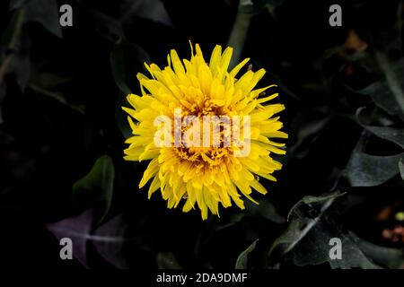 Fiore giallo di dente di leone su sfondo scuro. Foto Stock