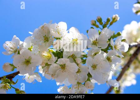 Fiori di ciliegio, fiori su un ramo su uno sfondo di cielo blu. Foto Stock