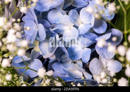 Blue fragili fiori e piccoli fiori bianchi nel mazzo di fiori Foto Stock