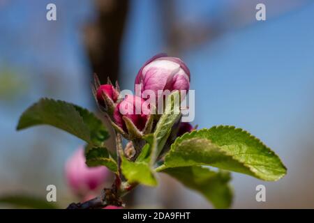 Un albero di mele che non è ancora fiorito. Primavera fioritura nel giardino. Foto Stock