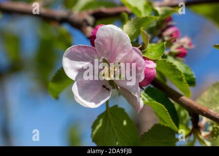 Il colore della mela su cui si trova la zanzara. Fioritura primaverile di alberi da frutto. Foto Stock