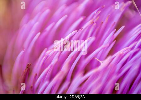 Macro Foto delle estremità di aghi viola di Fiore di carciofo Nella luce del mattino Foto Stock