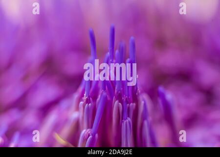 Macro Foto delle estremità di aghi viola di Fiore di carciofo Nella luce del mattino Foto Stock