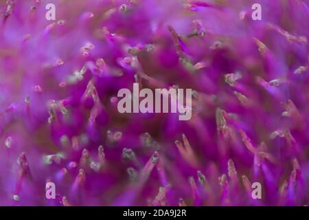 Macro Foto delle estremità di aghi viola di Fiore di carciofo Nella luce del mattino Foto Stock