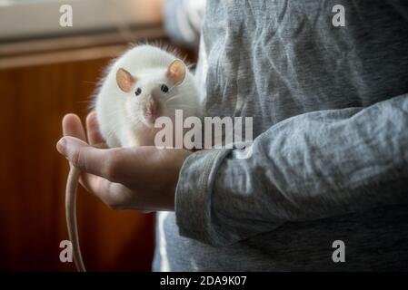 Piccolo ratto bianco nelle mani di una donna da vicino. Foto Stock