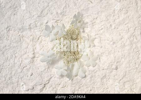 Viburnum gruppo rotondo piatto di piccoli fiori bianchi su sfondo bianco polvere, vista dall'alto. Foto Stock