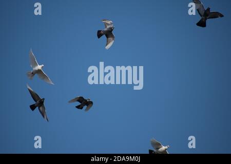 Disturbato gregge misto di piccioni e colombe Foto Stock