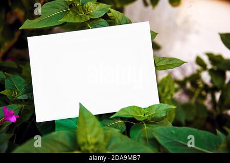 Bianco carta bianca vuota mock up su un giardino verde piante e sfondo foglia in natura. Foto Stock